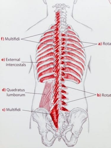 3層目の筋肉　from Trail Guide to the Body