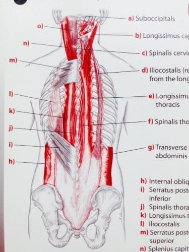 2層めの筋肉　from Trail Guide to the Body