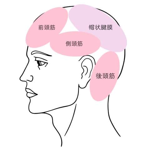 頭皮の筋肉を示した人の横顔のイラスト