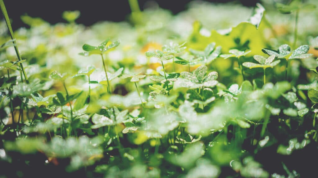 みずみずしい草