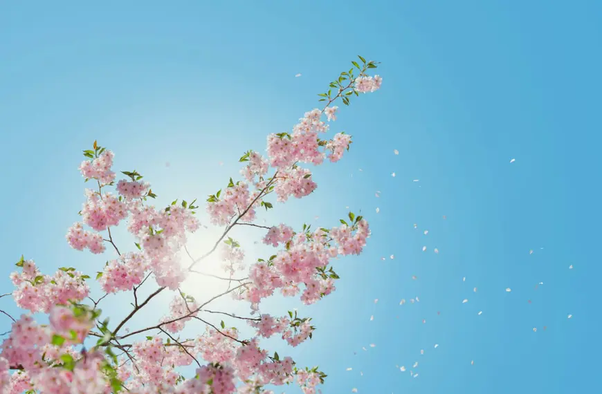 sakura