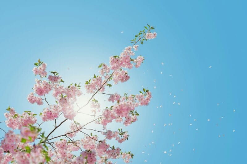 sakura