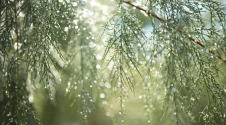 梅雨を軽やかに乗り切る！女性のためのハーブセルフケア
