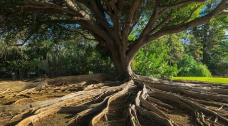 辛い時に役立つ!科学に基づく「グラウンディング」入門
